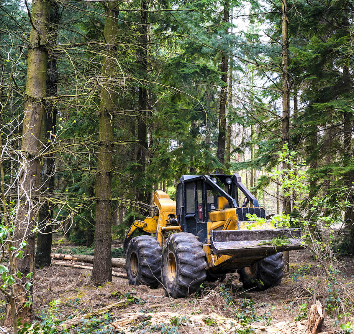 Forestry Forestry